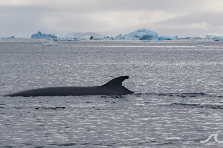 PLA32-20, Day 06, 14 March, pippalow-8376 - Oceanwide Expeditions.jpg