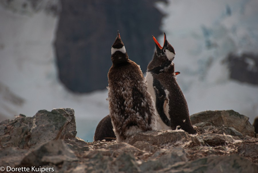 PLA32-20, Day 04, 12 March, Pinguin youngstersDorette Kuipers - Oceanwide Expeditions.jpg