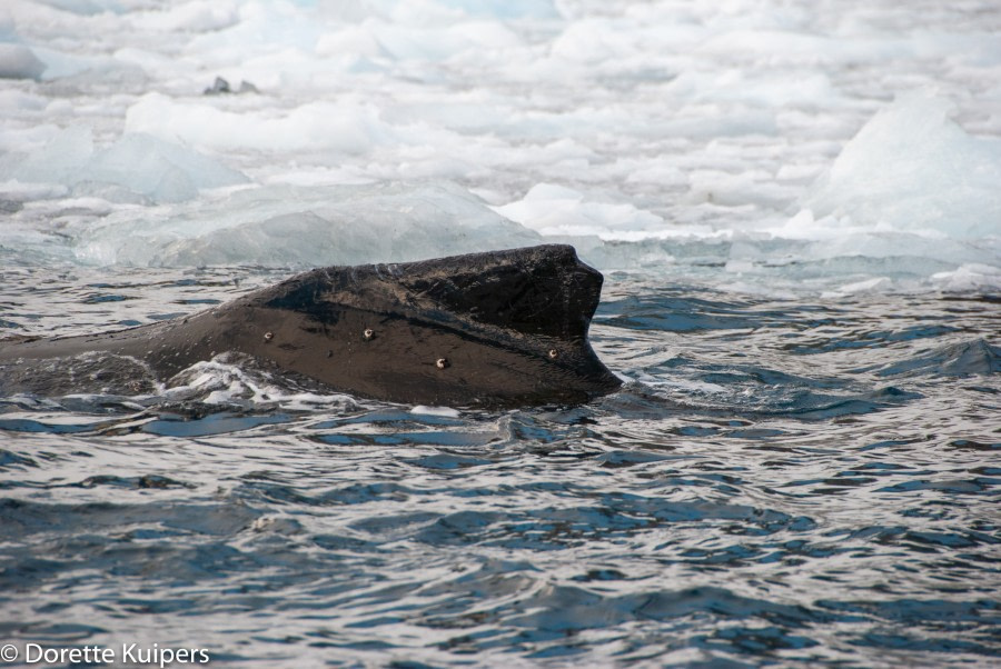 PLA32-20, Day 04, 12 March, Back of Whale 1Orne harbour, Dorette Kuipers - Oceanwide Expeditions.jpg