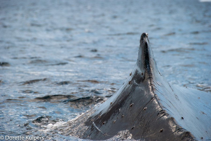 PLA32-20, Day 04, 12 March, Back of Whale 4Orne harbour, Dorette Kuipers - Oceanwide Expeditions.jpg