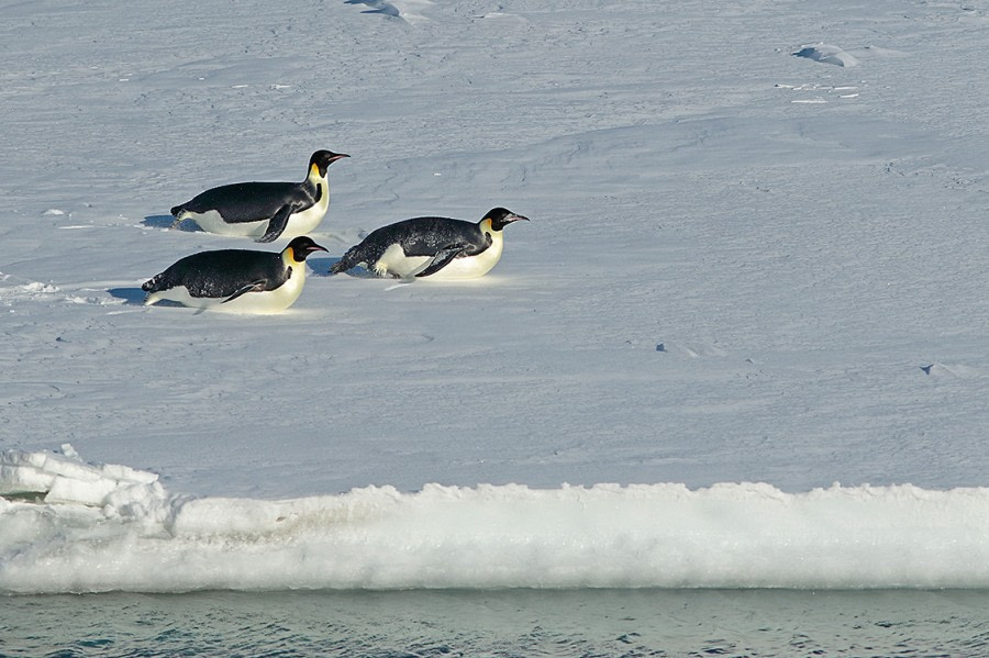 OTL28-20, LOG Sat 29 FEB 2020 05 Valentin Nivet Mazerolles - Oceanwide Expeditions.jpg