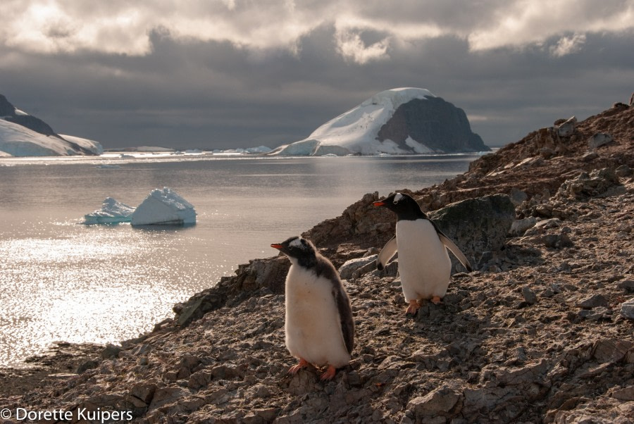 PLA32-20, Day 04, 12 March, Penguins hill DancoDorette Kuipers - Oceanwide Expeditions.jpg