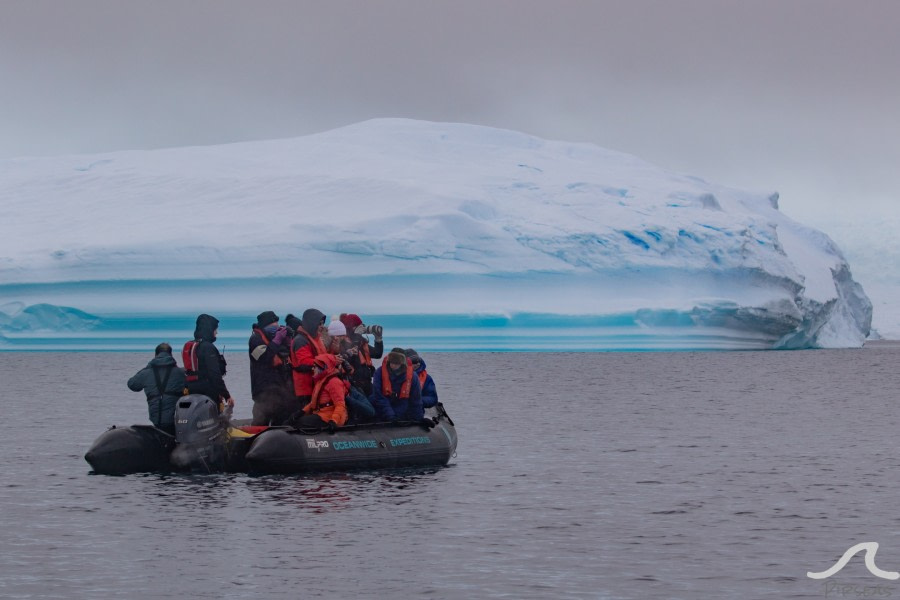 PLA32-20, Day 06, 14 March, pippalow-8440 - Oceanwide Expeditions.jpg