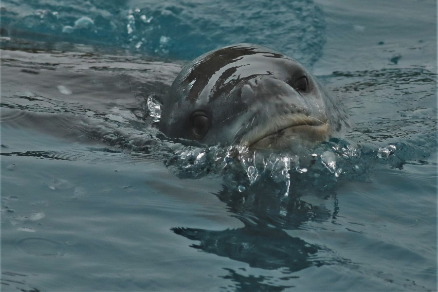 Playful Leopard seal © Zuzana Kuliskova - Oceanwide Expeditions.jpg