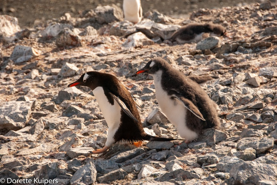 PLA32-20, Day 04, 12 March, 2 Penguins DancoDorette Kuipers - Oceanwide Expeditions.jpg