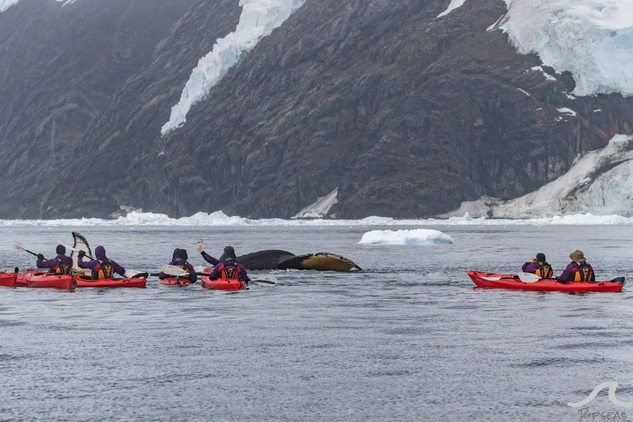 PLA32-20, Day 06, 14 March, pippalow-8602 - Oceanwide Expeditions.jpg