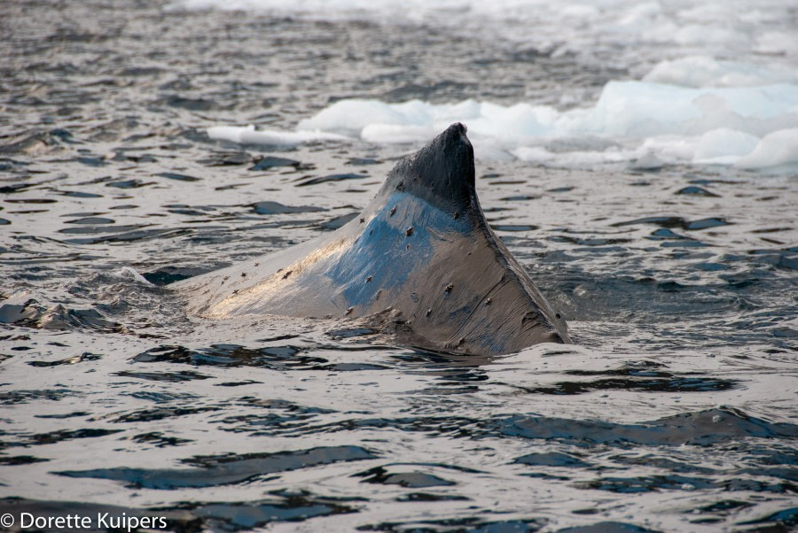 PLA32-20, Day 04, 12 March, Back of Whale 3Orne harbour, Dorette Kuipers - Oceanwide Expeditions.jpg