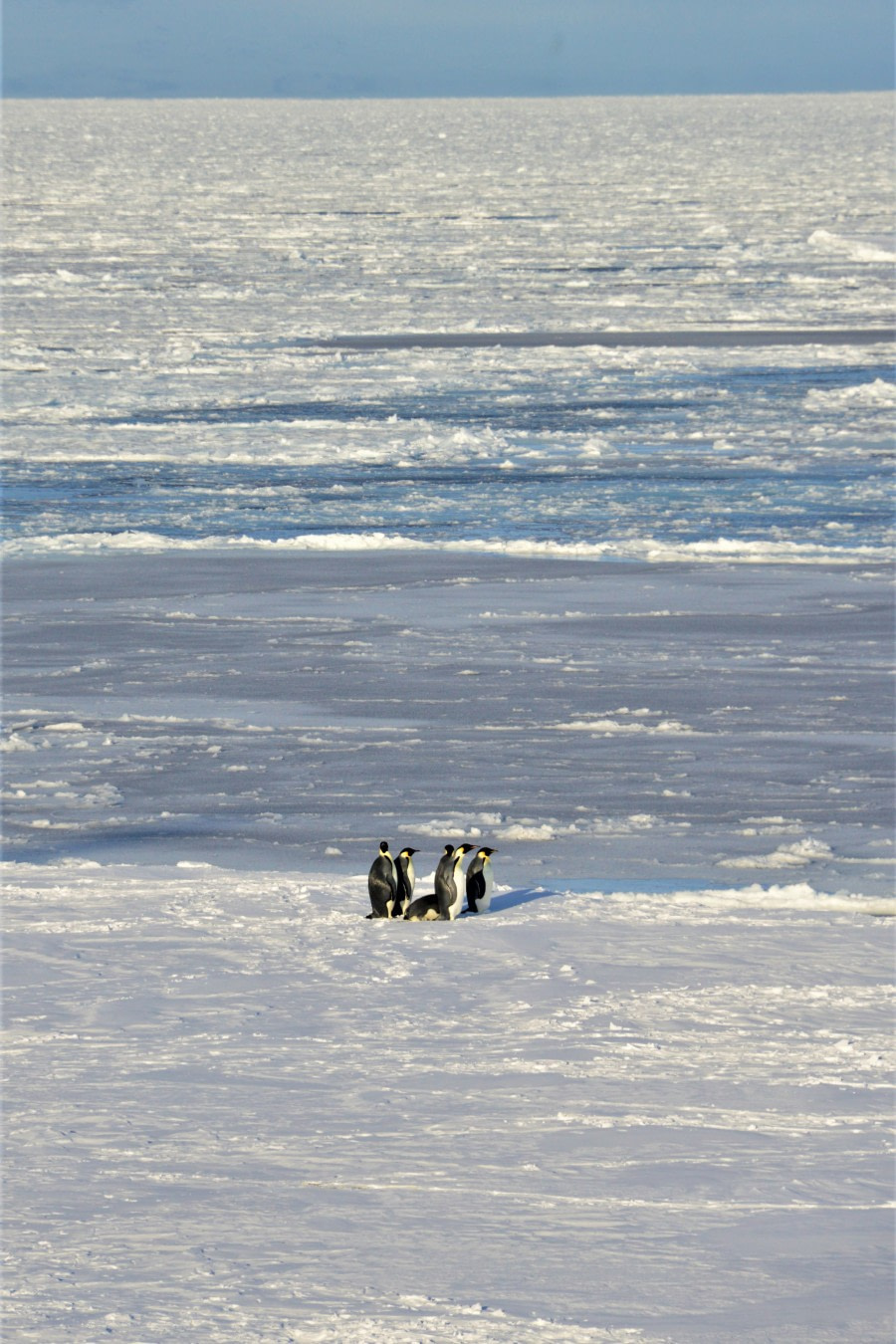 OTL28-20, 20200301-Gary-Emperors on lonely ice Gary Miller - Oceanwide Expeditions.JPG