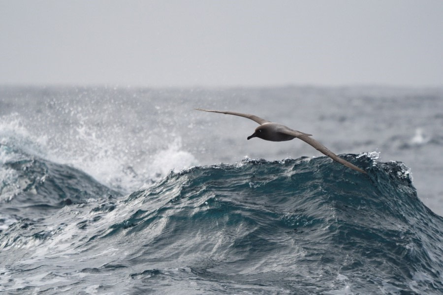 At sea: The Drake Passage