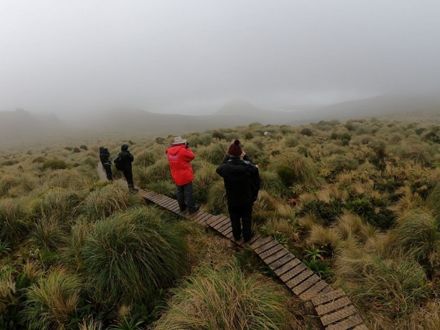 OTL28-20, 19 Feb, Campbell Island boardwalk with passengers, Victoria Salem - Oceanwide Expeditions.jpg