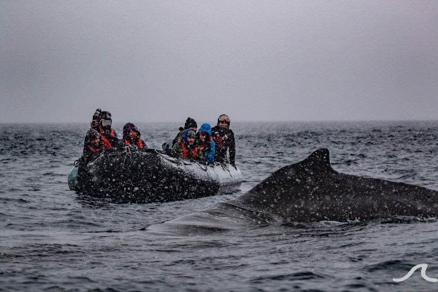 PLA32-20, Day 07, 15 March, pippalow-8793 - Oceanwide Expeditions.jpg