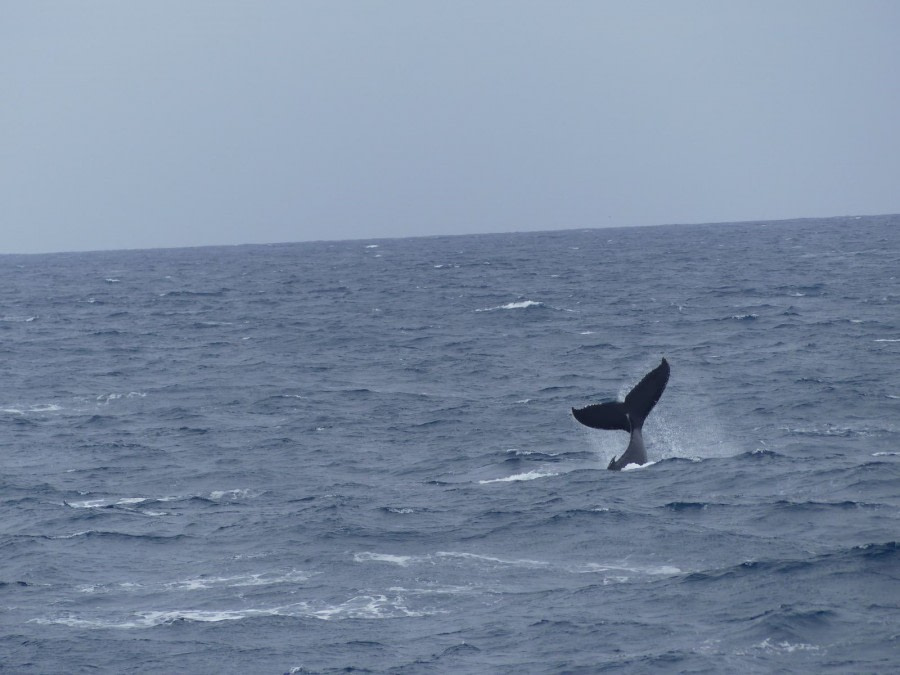 OTL28-20, 22 Feb, Whale tail, Victoria Salem - Oceanwide Expeditions.JPG