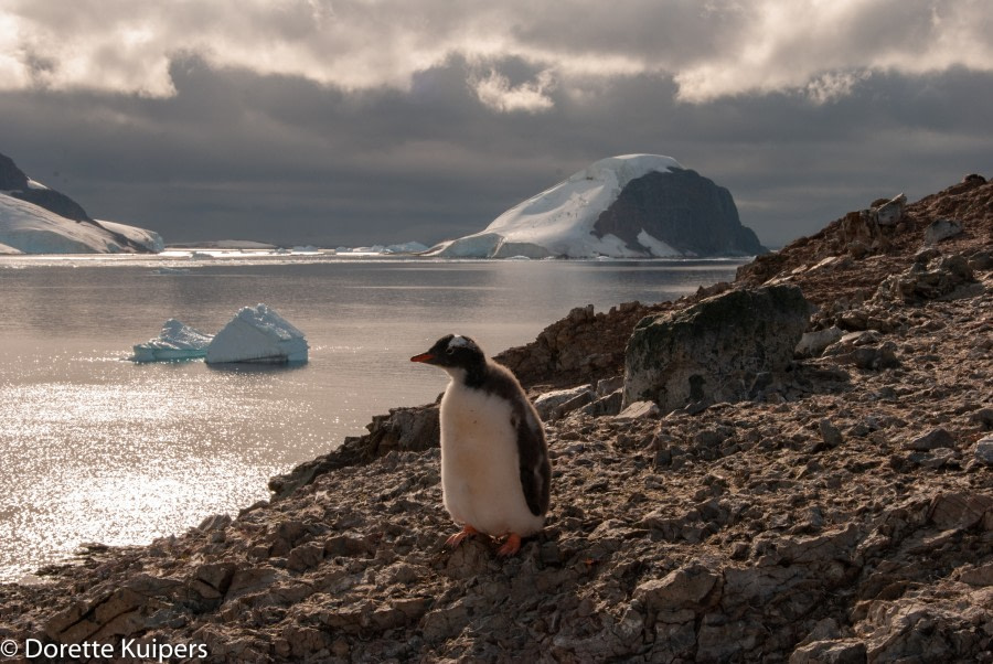 PLA32-20, Day 04, 12 March, Penguin hill DancoDorette Kuipers - Oceanwide Expeditions.jpg