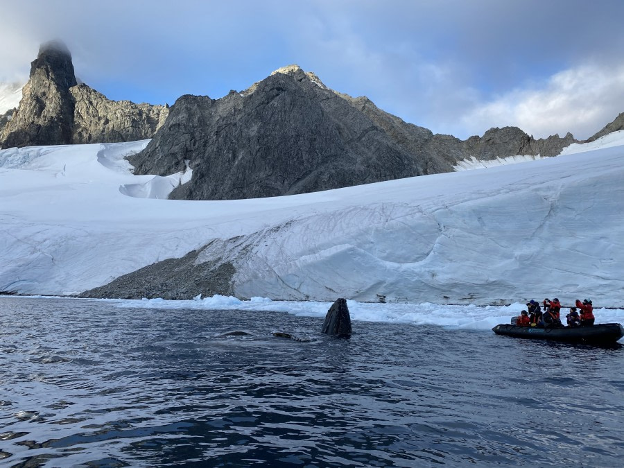 PLA32-20, Day 04, 12 March, Zodiac with head whaleOrne harbour, Dorette Kuipers - Oceanwide Expeditions.jpg