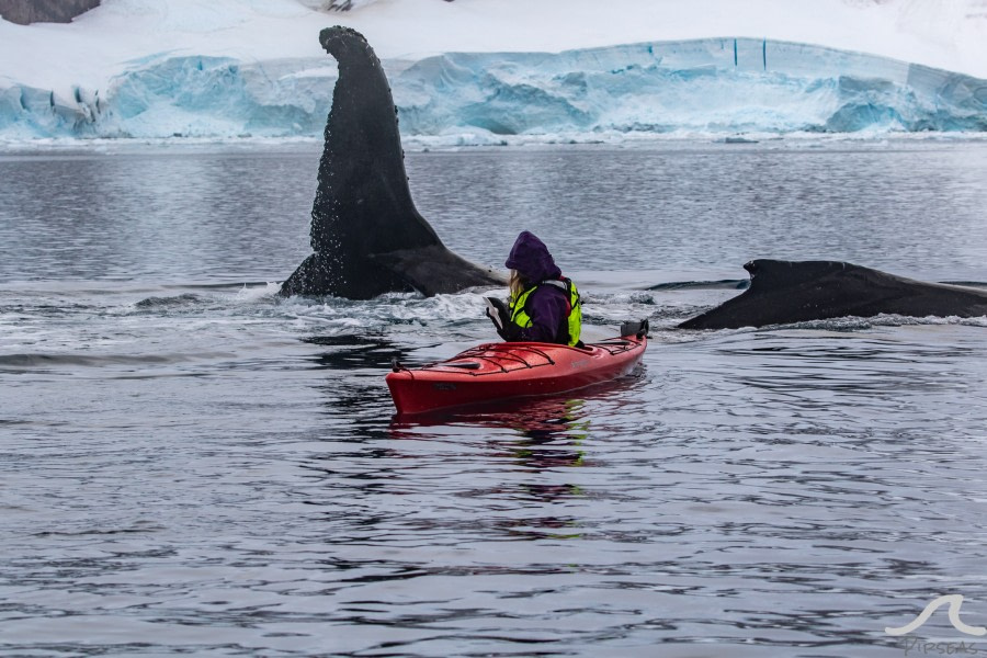 PLA32-20, Day 06, 14 March, pippalow-8568 - Oceanwide Expeditions.jpg