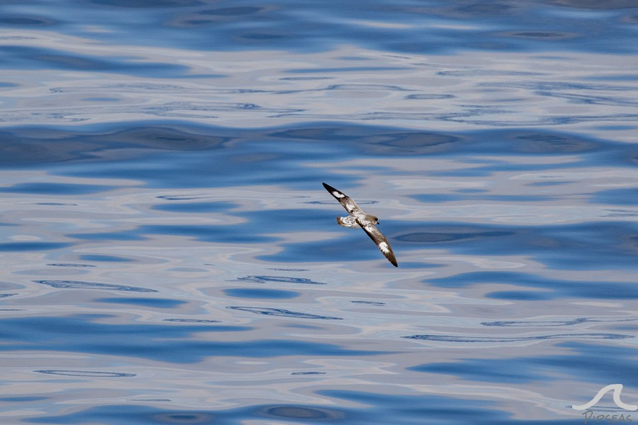 At Sea to Buenos Aires