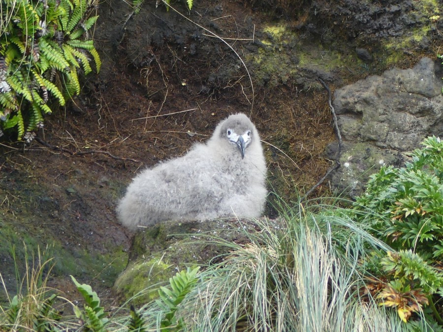 OTL28-20, 18 Feb, Light-mantled Sooty albatross chick (Auckland Island), Victoria Salem - Oceanwide Expeditions.JPG