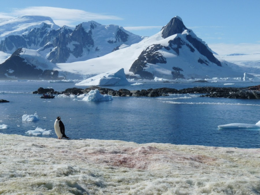 On Petermann Island © Ria van Zessen - Oceanwide Expeditions.jpg