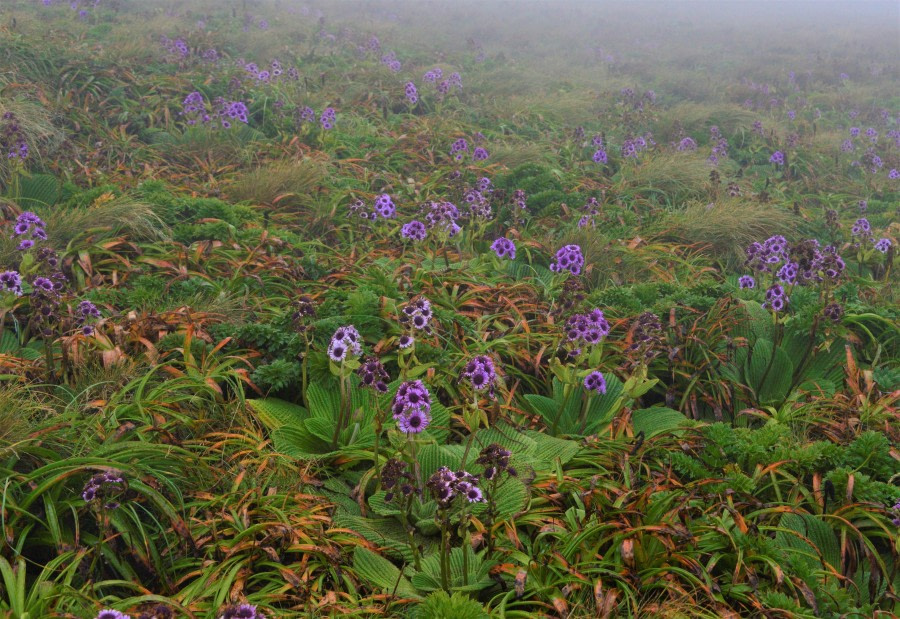 OTL28-20, 20200219-Gary-Field of daisies Gary Miller - Oceanwide Expeditions.JPG