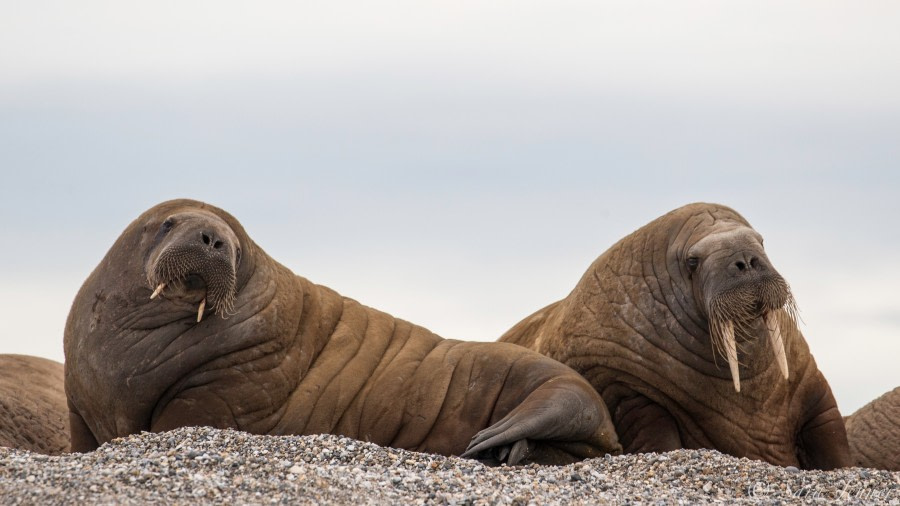 Walrus Facts Pictures And More About Walruses