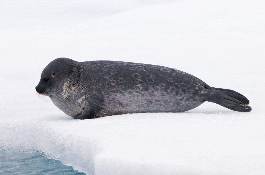 Ringed Seal © Rinie van Meurs - Oceanwide Expeditions.jpg