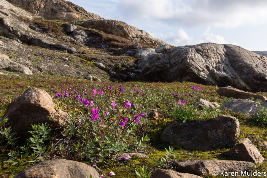 Scoresby Sund flora © Karen Mulders - Oceanwide Expeditions.jpg