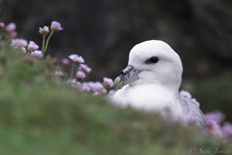 Fulmar © Sara Jenner - Oceanwide Expeditions.jpg