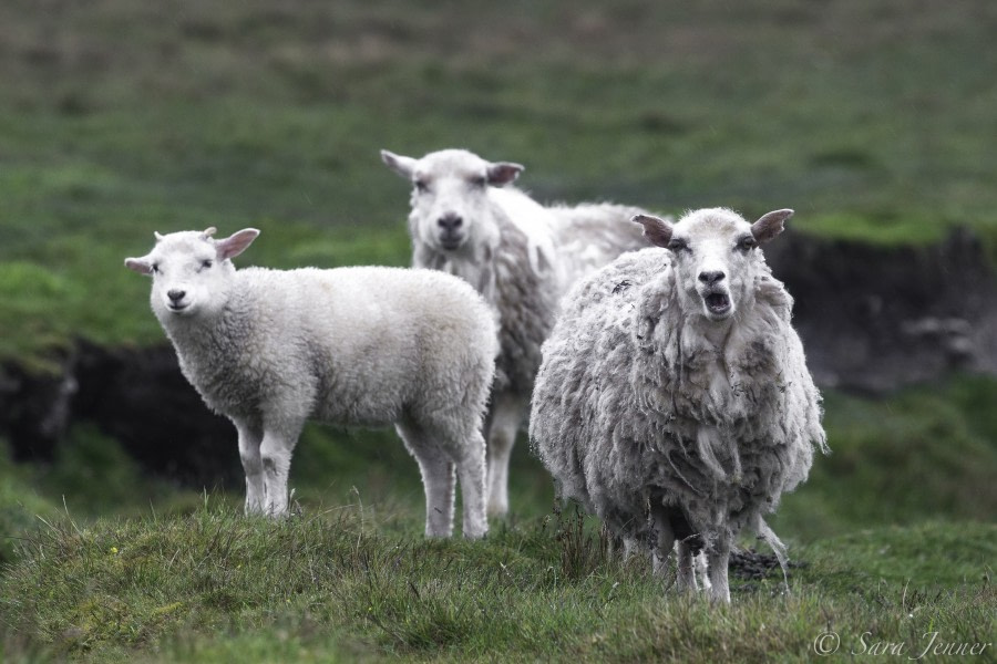 Sheep on Fair Isle © Sara Jenner - Oceanwide Expeditions.jpg