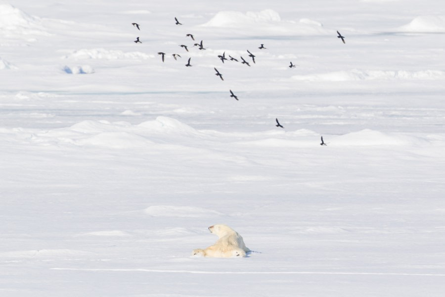 Polar bear on the pack ice © Andrew Peacock - Oceanwide Expeditions.jpg