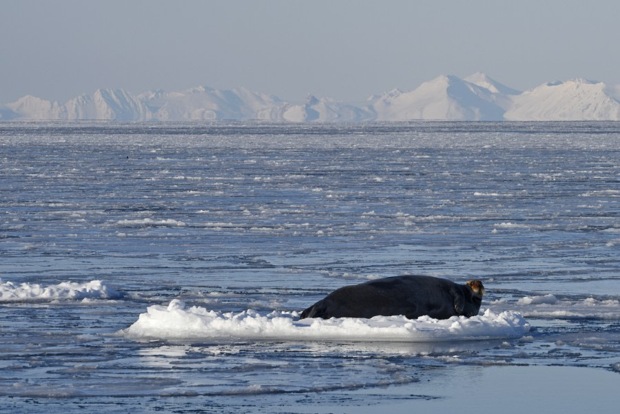 Bearded seal on an ice floe © Sarah Gerats - Oceanwide Expeditions.jpg