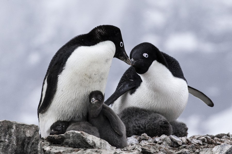 Adelie penguins 7 6x4 © Sara Jenner - Oceanwide Expeditions.jpg