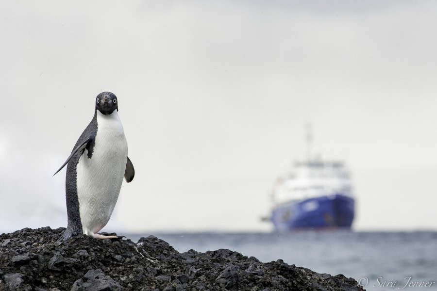 Adelie penguin 5 6x4 © Sara Jenner - Oceanwide Expeditions (1).jpg
