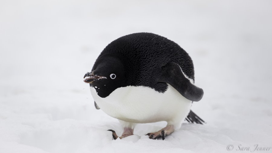 Adelie penguin 5 6x4 © Sara Jenner - Oceanwide Expeditions.jpg