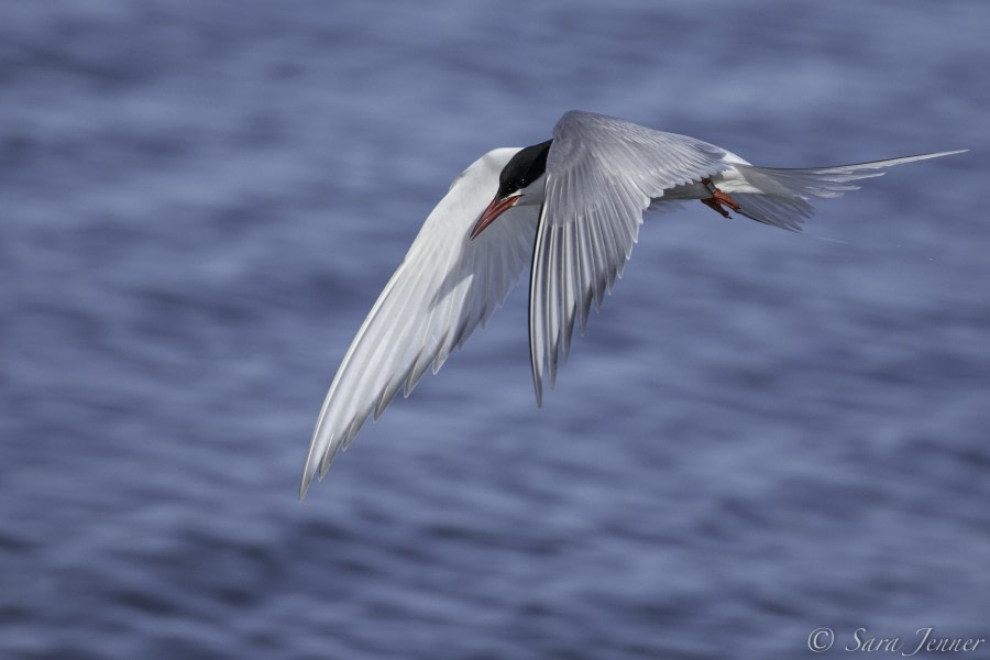 Arctic Tern 7 6x4 © Sara Jenner - Oceanwide Expeditions.jpg