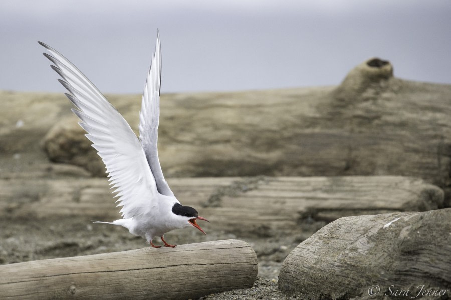 Arctic Tern 1 6x4 © Sara Jenner - Oceanwide Expeditions.jpg