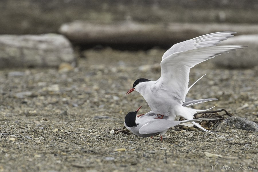 Arctic Tern 2 6x4 © Sara Jenner - Oceanwide Expeditions.jpg