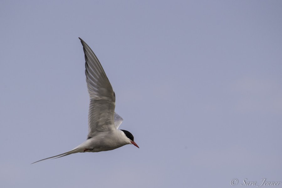 Arctic Tern 4 6x4 © Sara Jenner - Oceanwide Expeditions.jpg