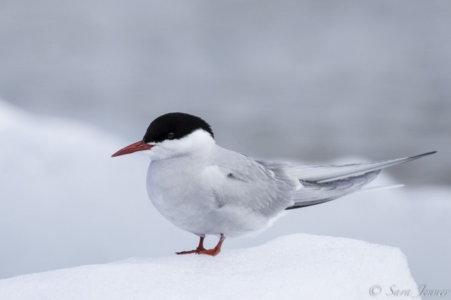 Arctic Tern 6 6x4 © Sara Jenner - Oceanwide Expeditions.jpg