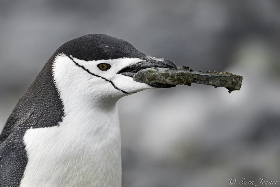 Chinstrap 3 6x4 © Sara Jenner - Oceanwide Expeditions.jpg