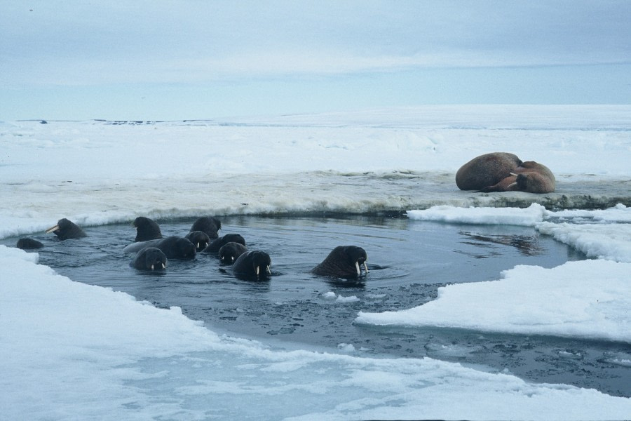 Walrusses, Franz Josef Land © Ko de Korte - Oceanwide Expeditions.JPG
