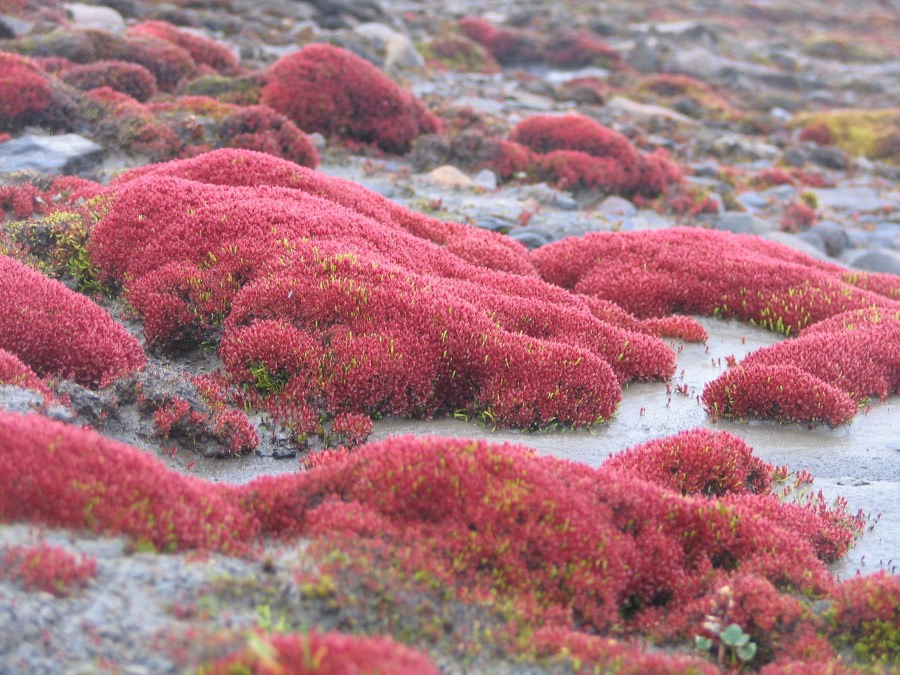 Colourful flora on Cape Flora, Franz Josef Land © Andrey Volkov - Oceanwide Expeditions (2).JPG