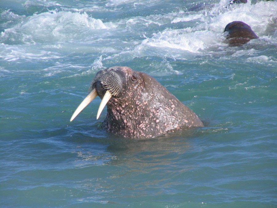 Walrus at Appolonov Island, Franz Josef Land © Andrey Volkov - Oceanwide Expeditions (2).JPG