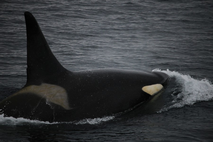 Orca, Antarctica © Will Gilbertson - Oceanwide Expeditions.JPG