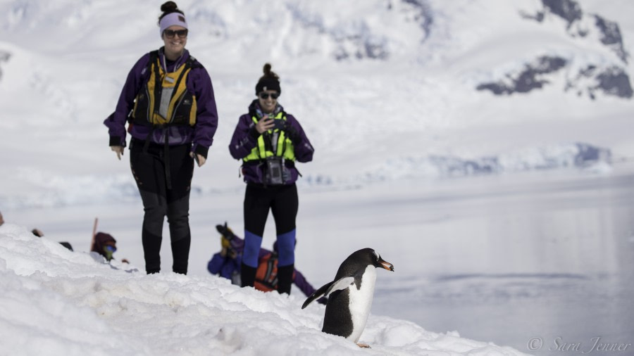 Neko Harbour Gentoo © Sara Jenner - Oceanwide Expeditions