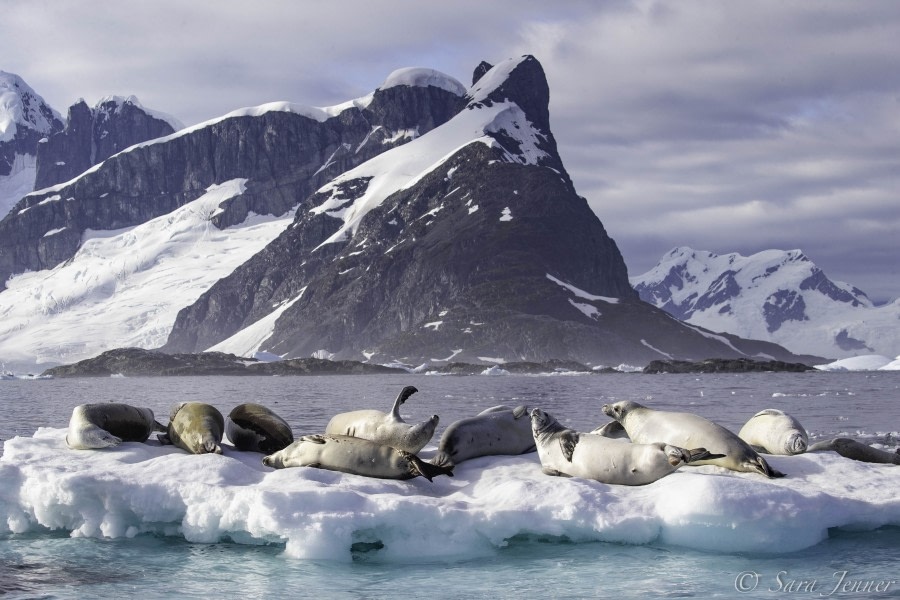 Crabeater seals, Yalour Islands © Sara Jenner - Oceanwide Expeditions.jpg