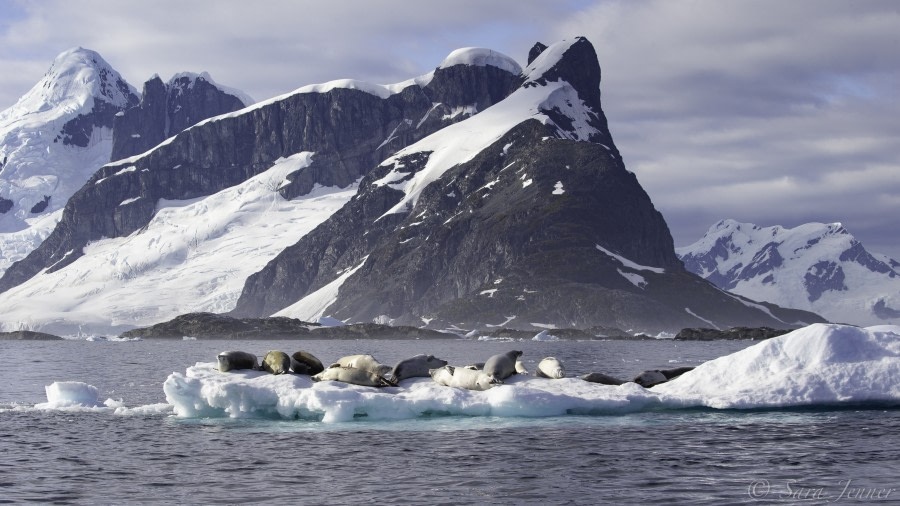 Lounging crabeater seals, Yalour Islands © Sara Jenner - Oceanwide Expeditions.jpg