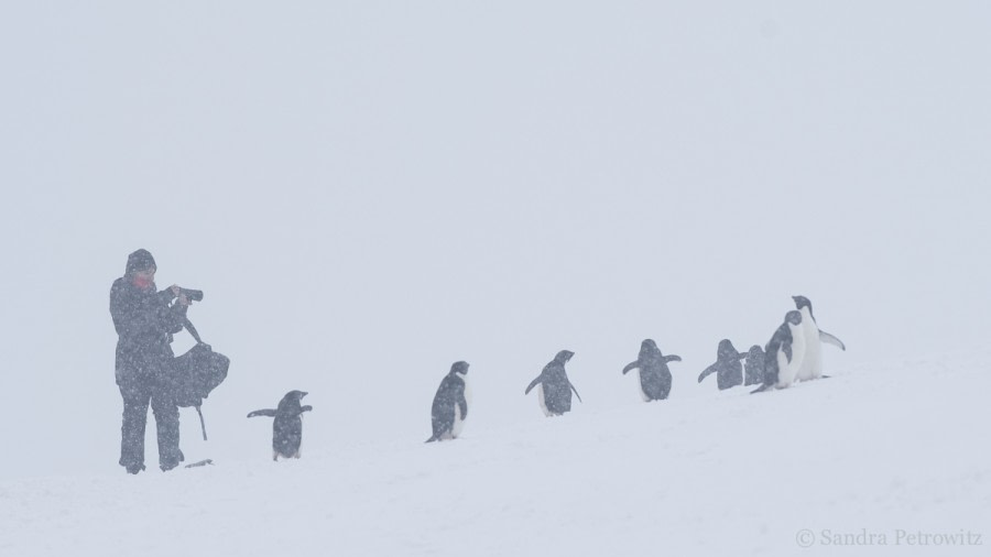 Adelie penguins, Kinnes Cove © Sandra Petrowitz - Oceanwide Expeditions (1).jpg