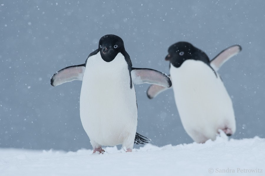 Adelie penguins, Kinnes Cove © Sandra Petrowitz - Oceanwide Expeditions.jpg