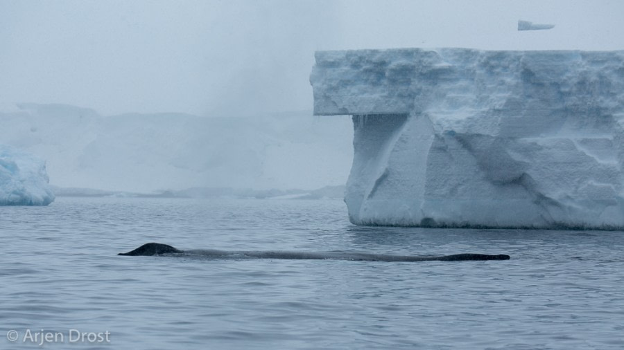 Humpback whale near Kinnes Cove © Arjen Drost, Natureview - Oceanwide Expeditions (1).jpg