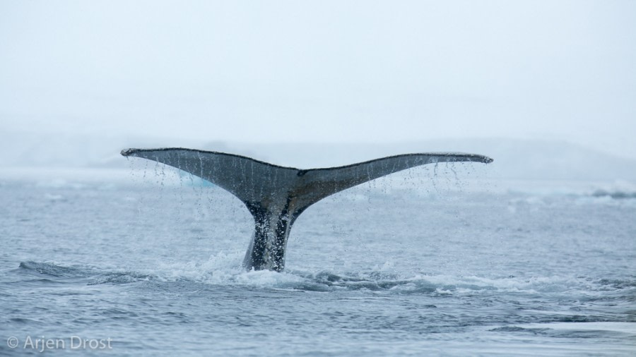 Humpback whale near Kinnes Cove © Arjen Drost, Natureview - Oceanwide Expeditions.jpg